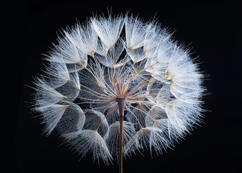 Puzzle 2000 Teile "Pusteblume"