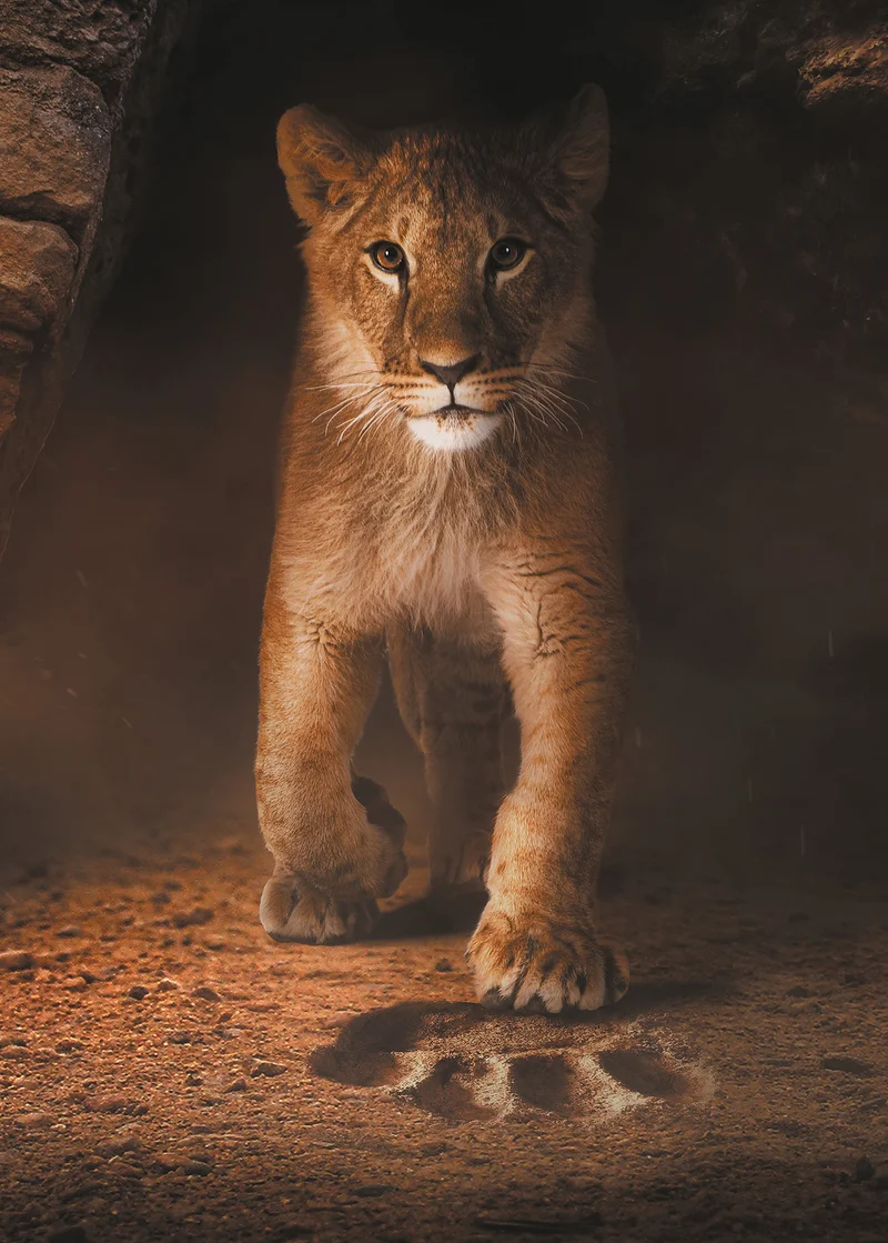 Puzzle 2000 Teile "Simba"