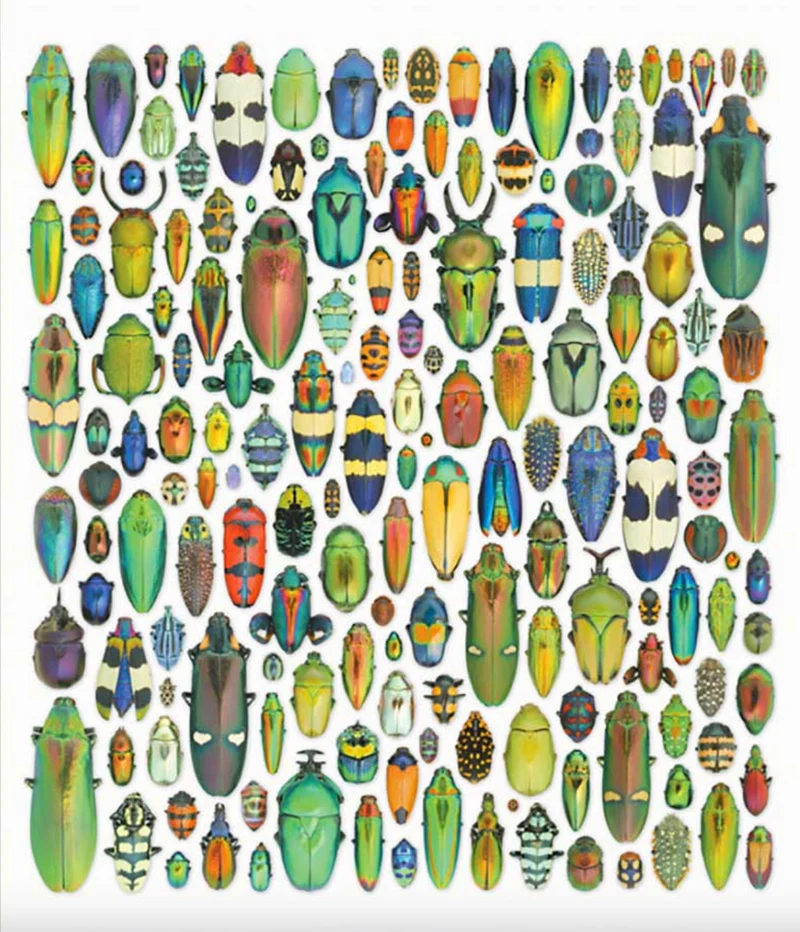 Exquisite Creatures
