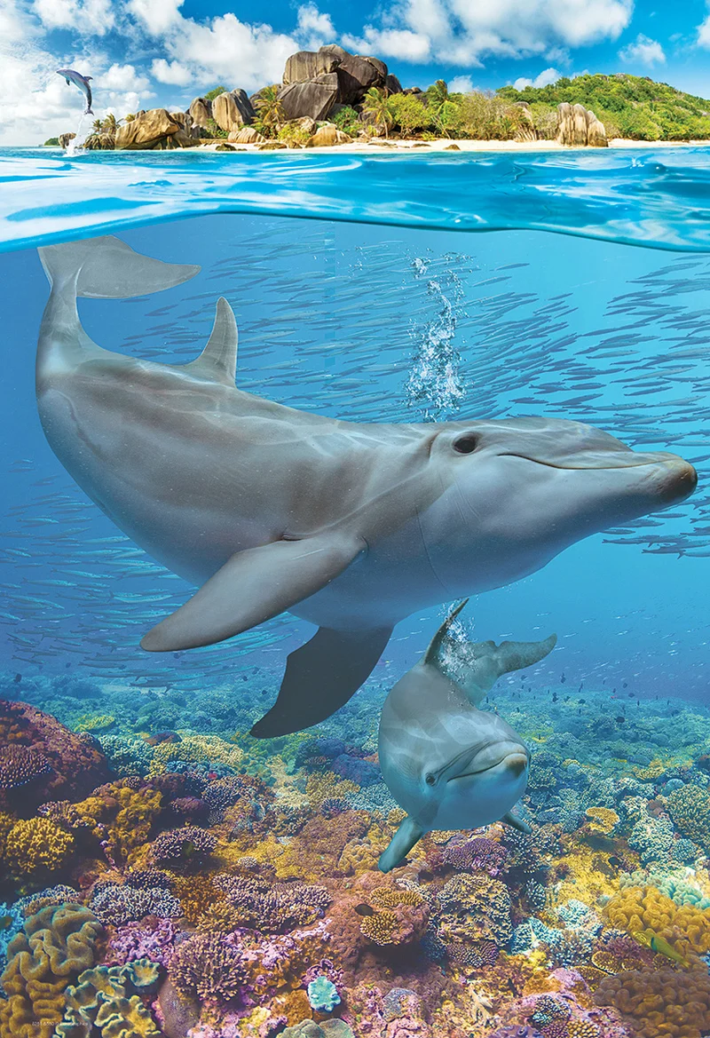 Dolphins