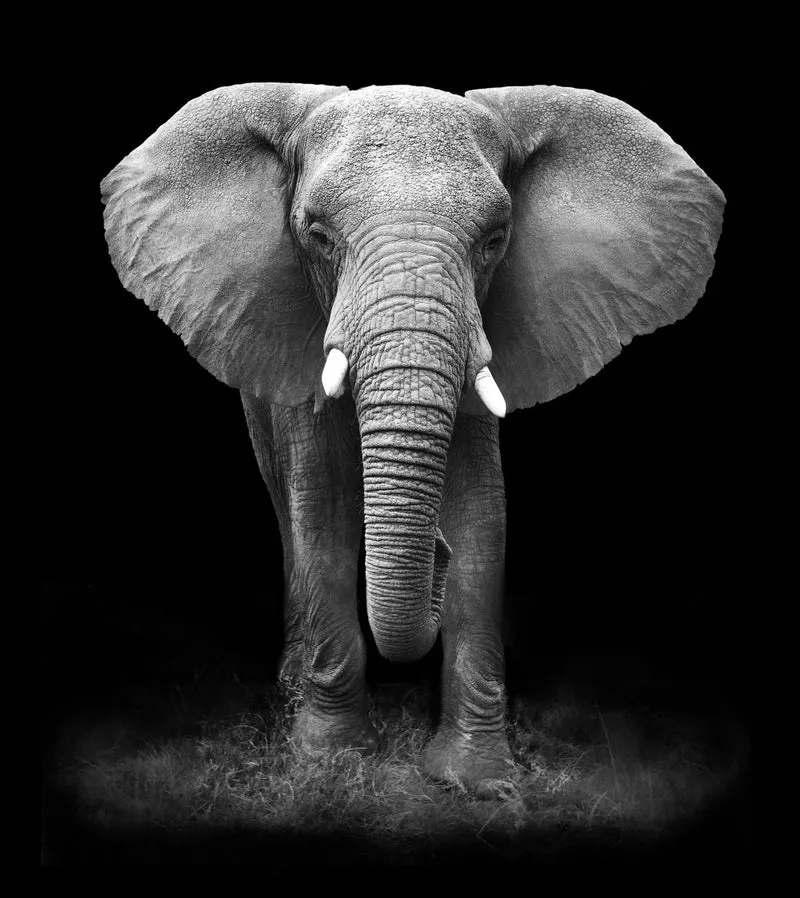 MALEN NACH ZAHLEN | ELEFANT SCHWARZ WEISS