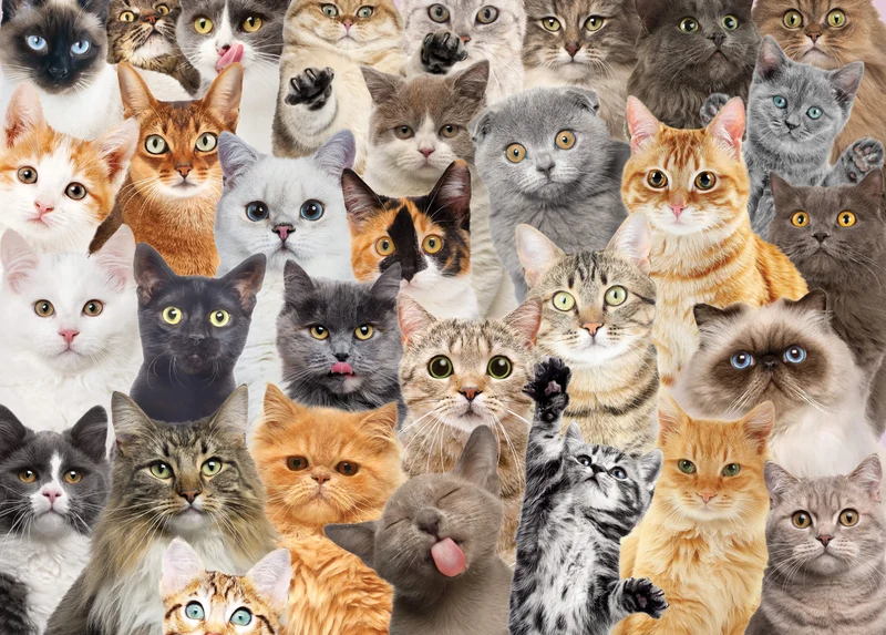 All the Cats