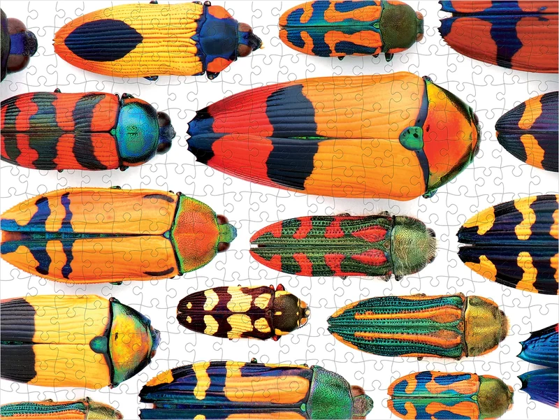 Beautiful Beetles