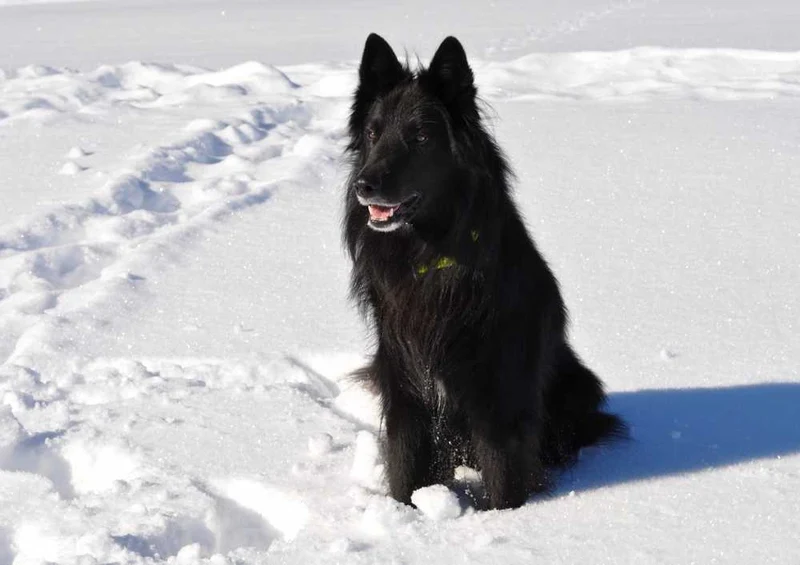 46768 Tierwelt - Schwarzer hund Puzzle