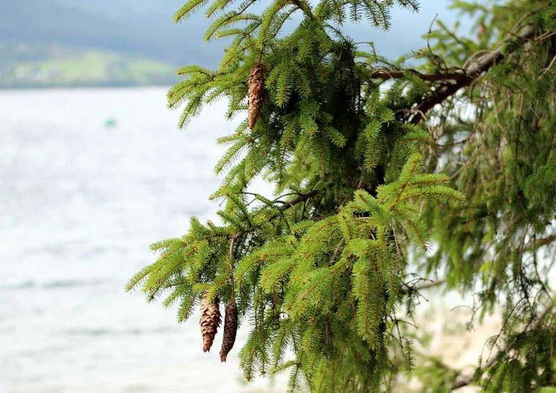 46650 Natur - Nadelbaum Puzzle