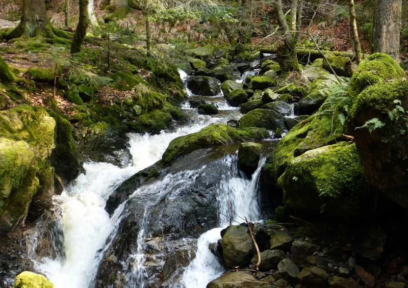 46673 Natur - Schwarzwald Puzzle
