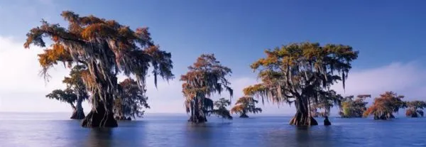 Edition Humboldt - Bald Cypresses Panorama - 1000 Teile
