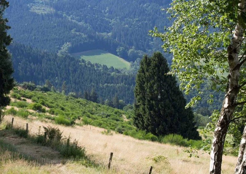 46546 Natur - Schwarzwald Puzzle