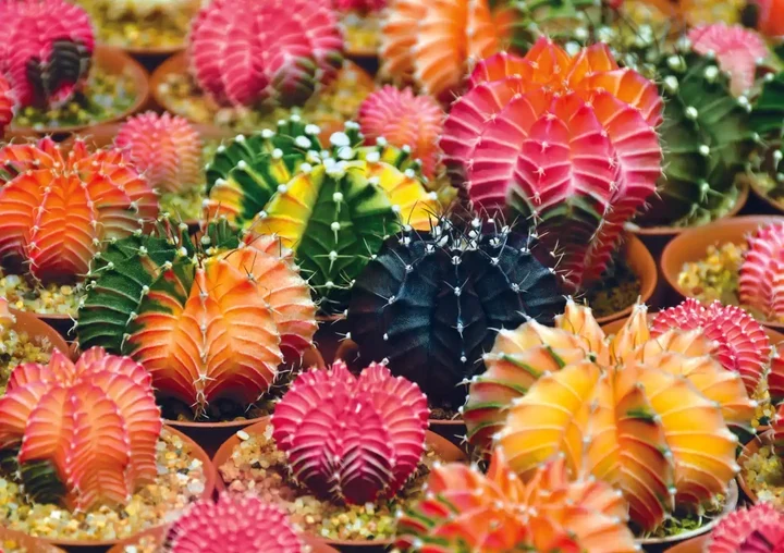 Colourful Succulents (1000pcs)