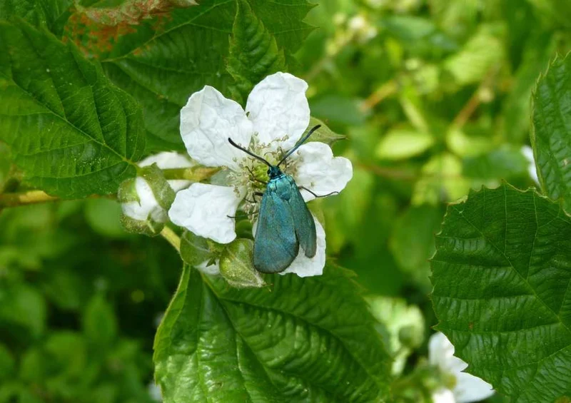 46757 Natur - Blüte Puzzle