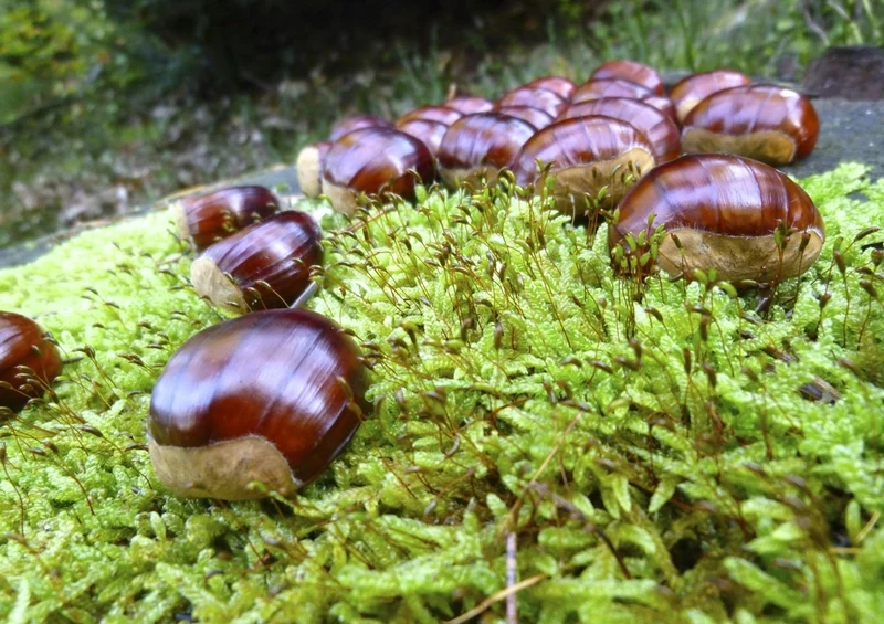 46616 Natur - Kastanie Puzzle
