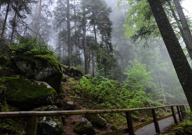 46725 Natur - Wald Puzzle