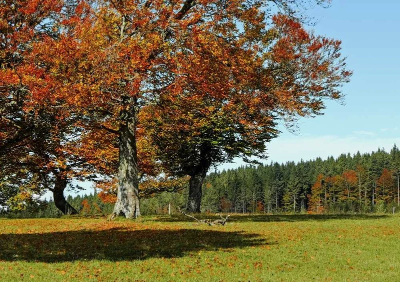 48023 Natur - Herbst Puzzle