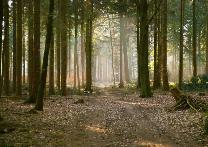48868 Natur - Wald Puzzle