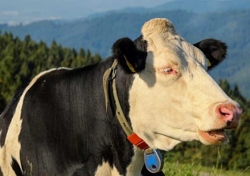 48878 Tierwelt - Kuh Puzzle