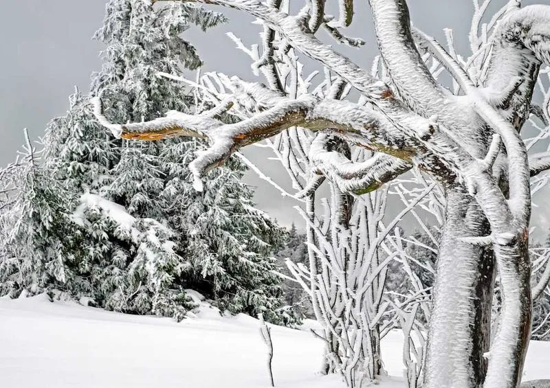 49226 Natur - Schnee Puzzle