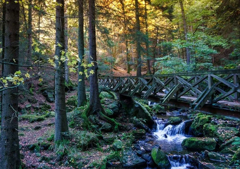 46738 Natur - Wald Puzzle