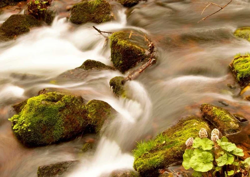46744 Natur - Bach Puzzle