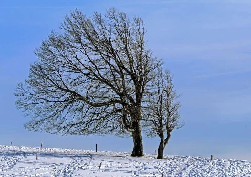49238 Natur - Schnee Puzzle