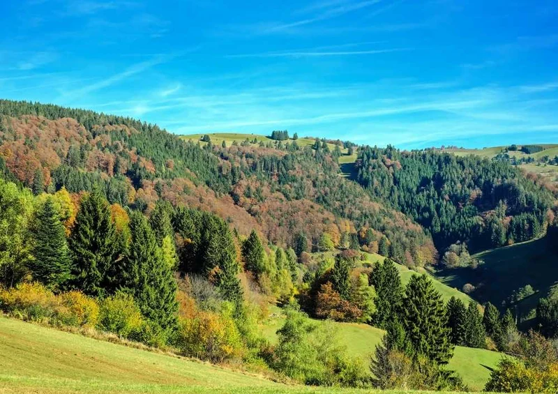 49548 Natur - Wald Puzzle