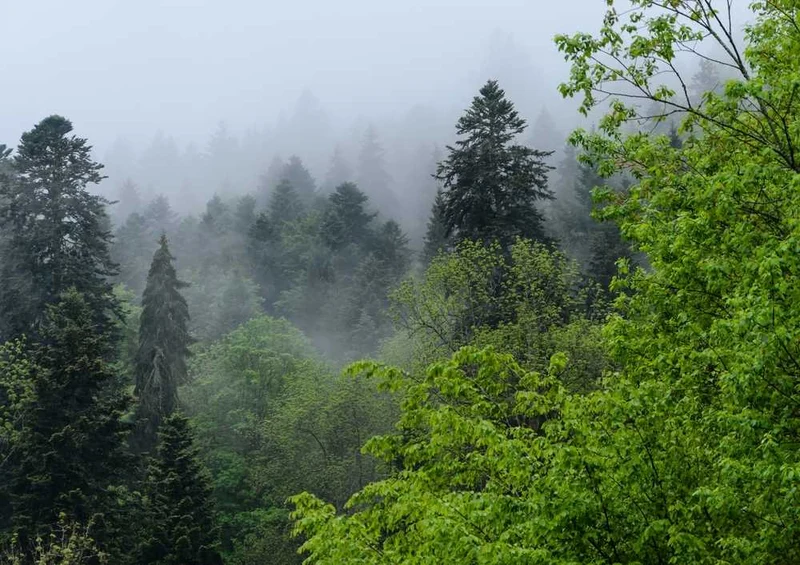 46749 Natur - Wald Puzzle