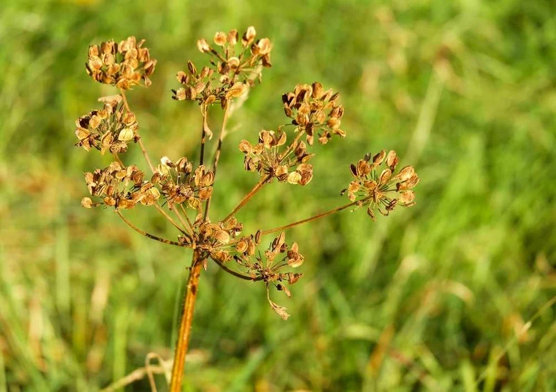46939 Natur - Bärenklau Puzzle