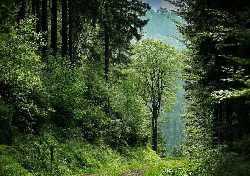 49563 Natur - Wald Puzzle
