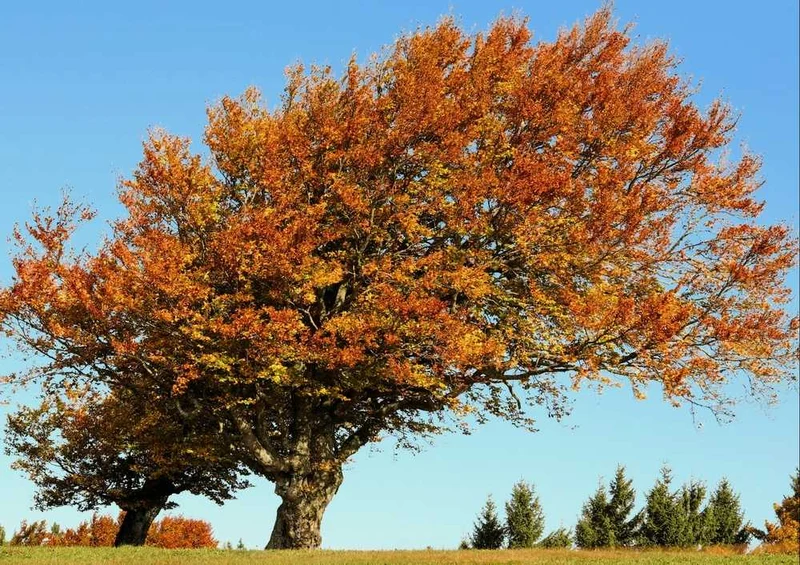 49582 Natur - Herbst Puzzle