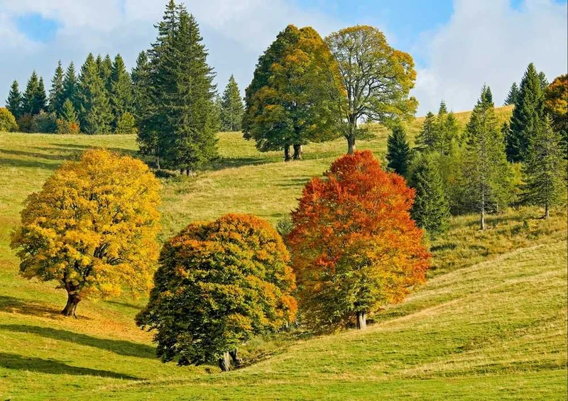 49587 Natur - Herbstwald Puzzle