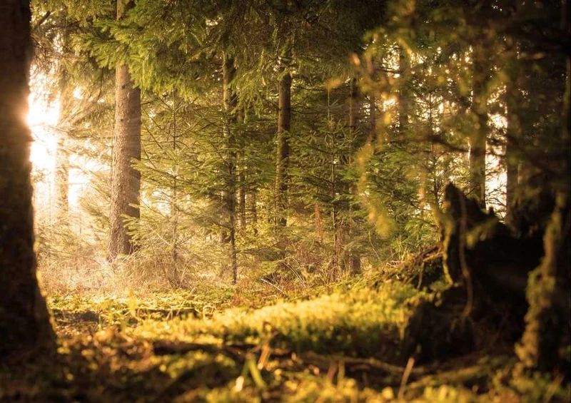 49595 Natur - Wald Puzzle