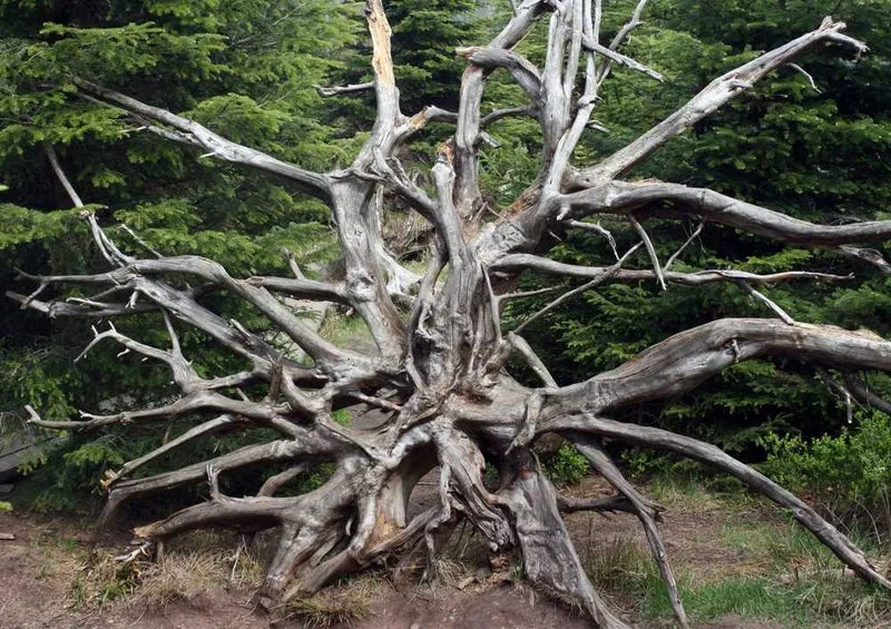 46699 Natur - Wurzel Puzzle