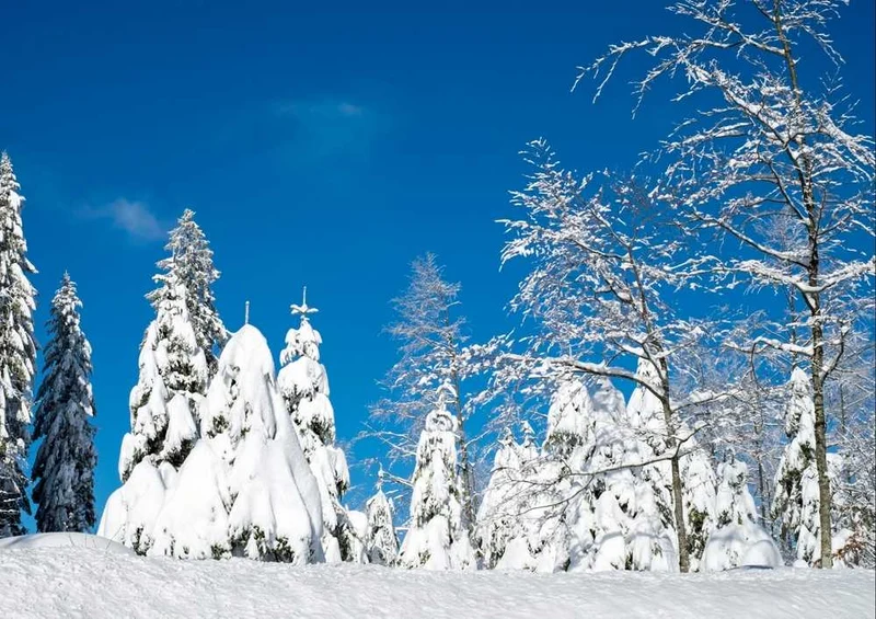 49628 Natur - Winterlich Puzzle