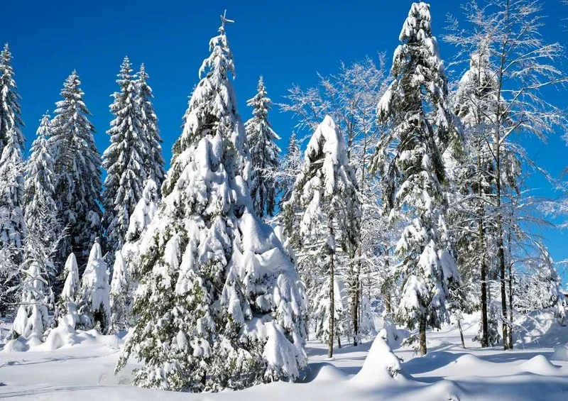 49647 Natur - Winter Puzzle