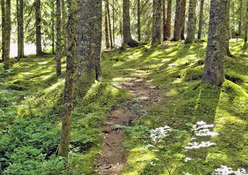46709 Natur - Wald Puzzle