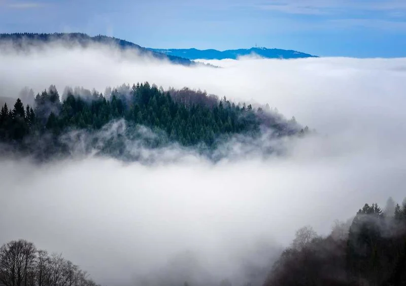 49659 Natur - Nebel Puzzle