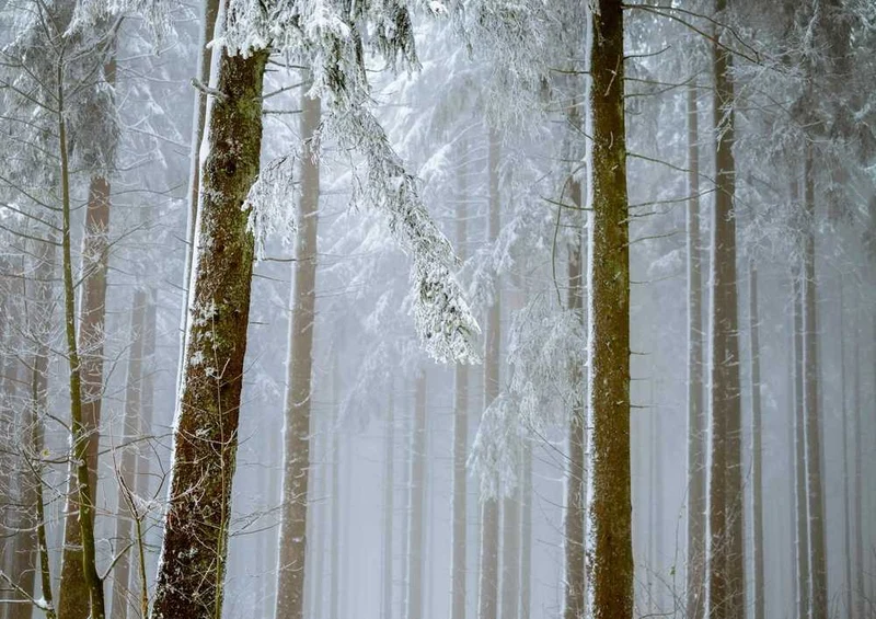 49679 Natur - Wald Puzzle