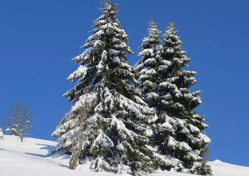 46721 Natur - Winter Puzzle