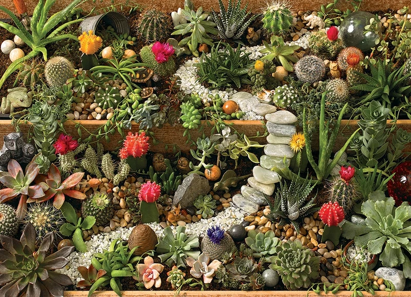 PFG Succulent Garden, Jo-Ann Richards (Usage/Used - PUZZLES FOR GOOD)