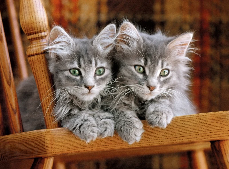 PFG Kittens (Usage/Used - PUZZLES FOR GOOD)