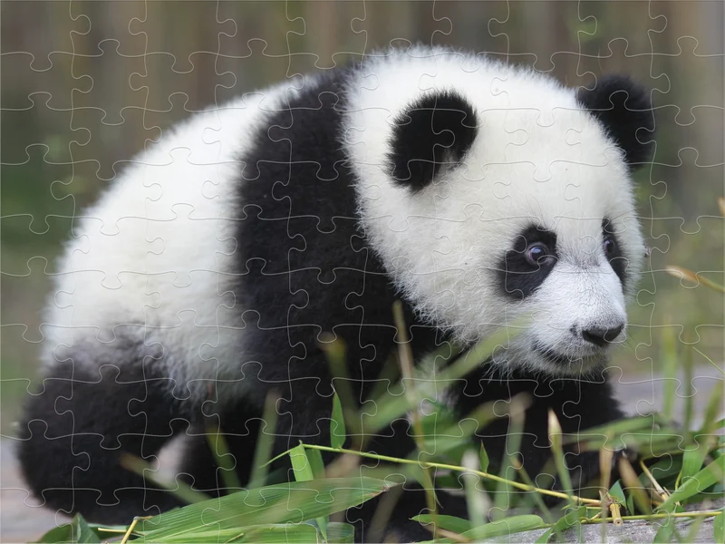 PFG 3D Panda (Usage/Used - PUZZLES FOR GOOD)