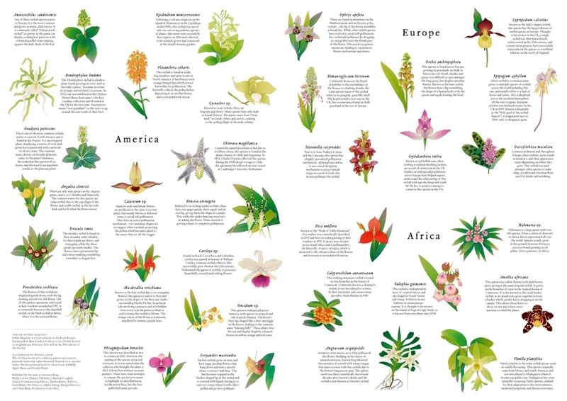 Around the World in 50 Orchids (1000pcs)