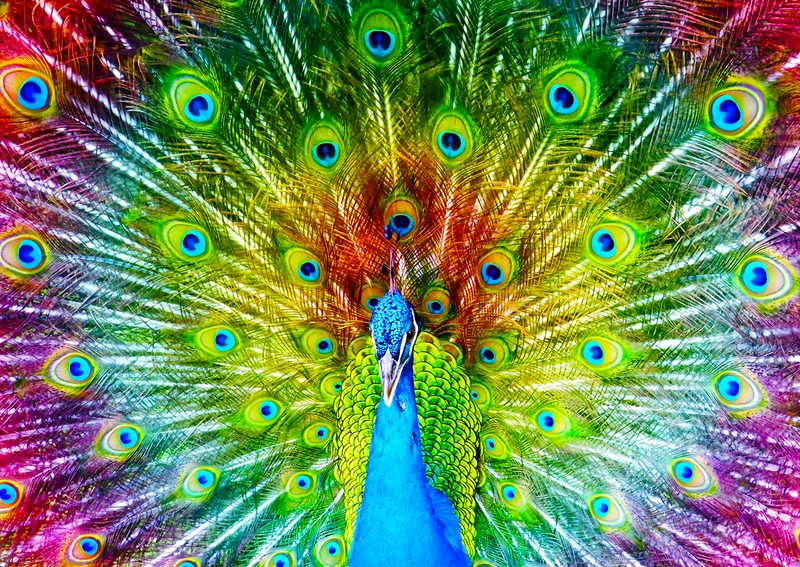 Enjoy- Colorful Peacock (1000pcs)