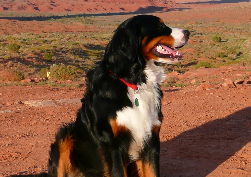 59324 Tierwelt - Berner Sennenhund Puzzle