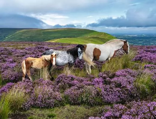 DMG Ravensburger Wild Horses in the Heather (2000pcs) (DAMAGED BOX)