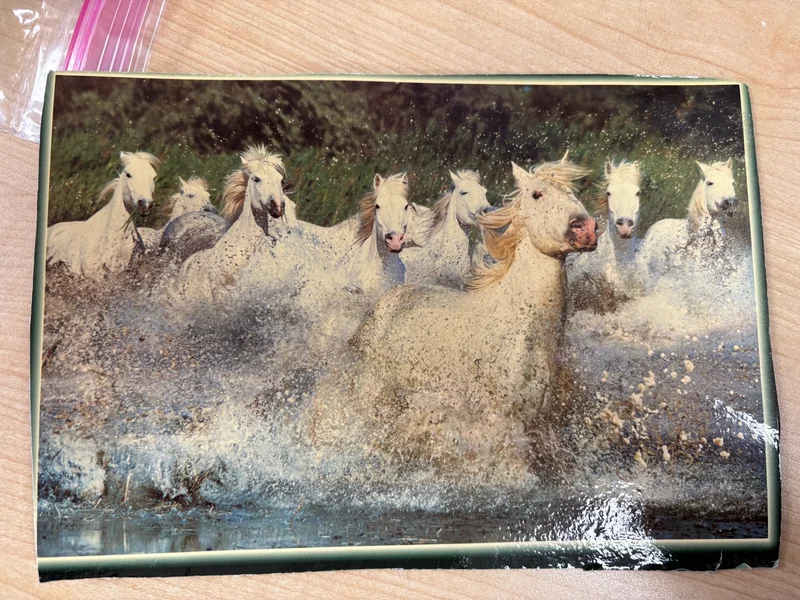 PFG BAG #12 - Wild Horses (Usage/Used - PUZZLES FOR GOOD)