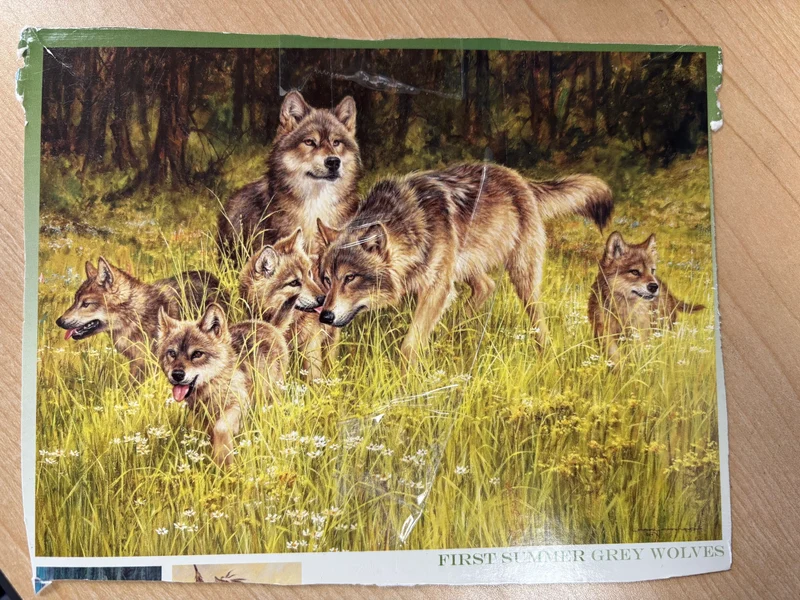 PFG BAG #10 - First Summer Grey Wolves (1000pcs) (Usage/Used - PUZZLES FOR GOOD)