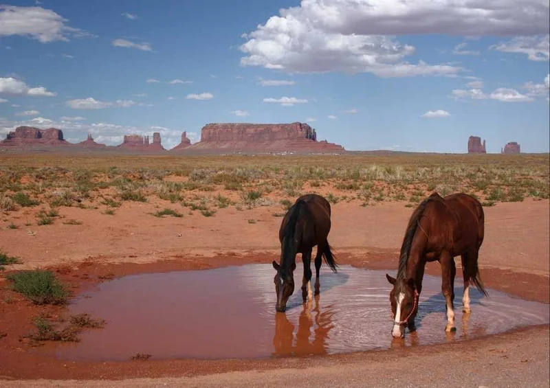 61765 Orte - Arizona Puzzle