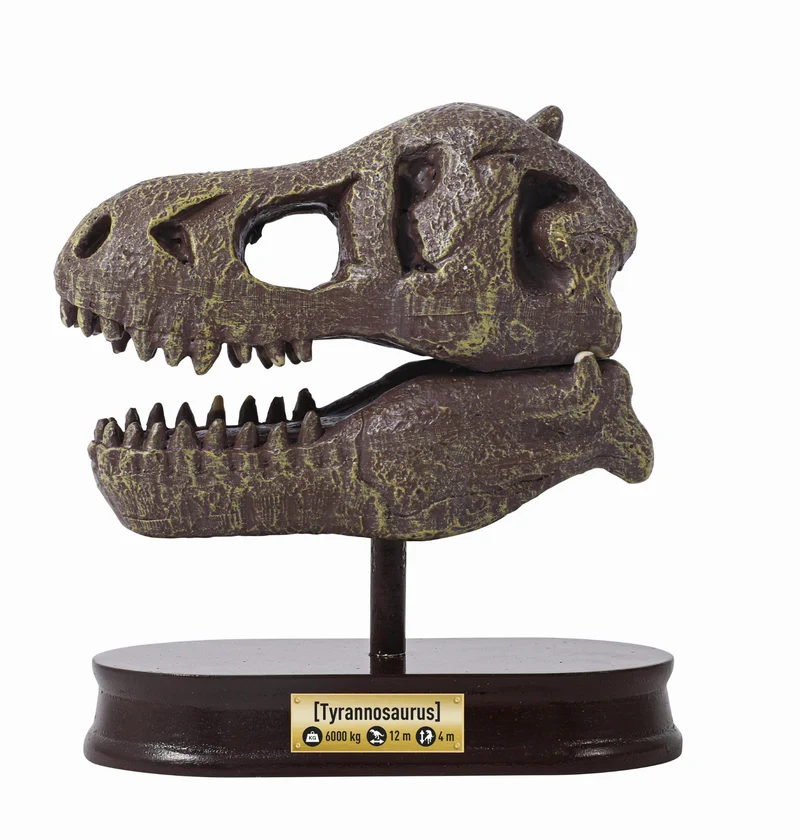 Dinosaurier-Schädelmuseum - Tyrannosaurus