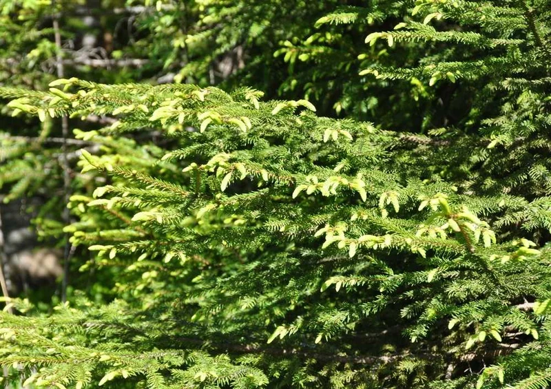 50646 Natur - Fichte Knospe Puzzle