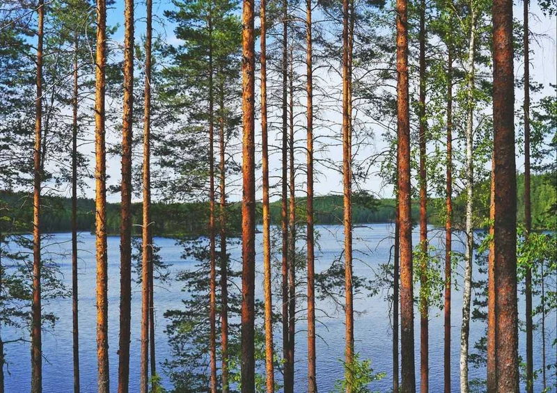 50631 Natur - Finnland Puzzle